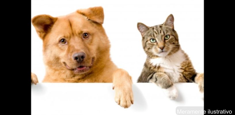 Animais envenenados em Borrazópolis