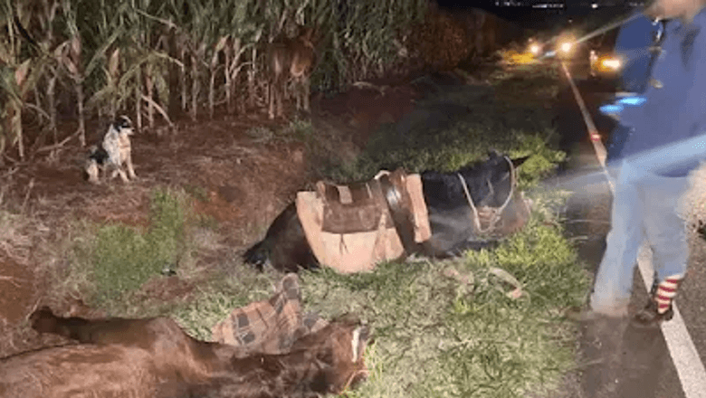 Acidente envolvendo carro, moto e cavalos