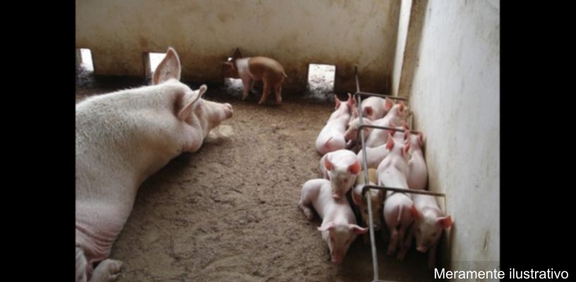 Criação de suínos ao ar livre