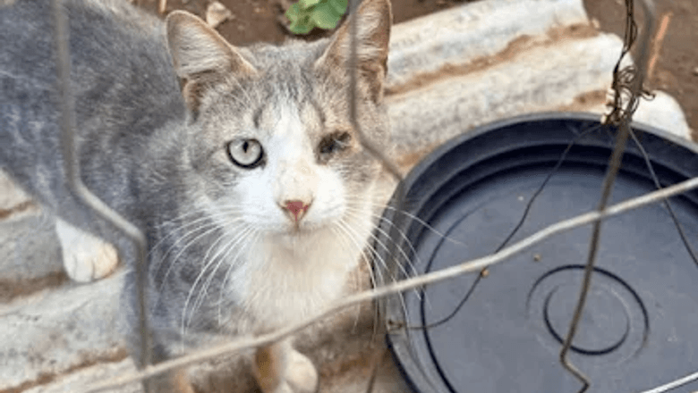 Gatos resgatados em Teixeira Soares, Paraná