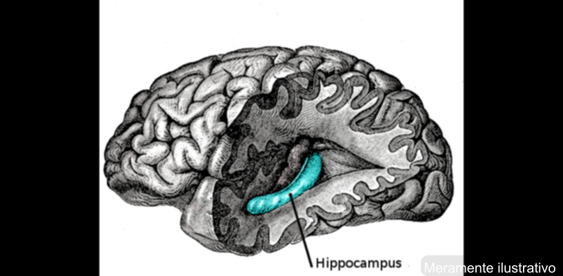 Minicérebros cultivados em laboratório