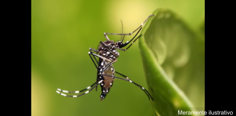 Casos de dengue no Paraná