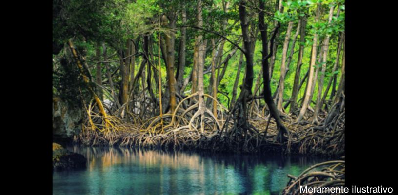 Manguezais e mudanças climáticas