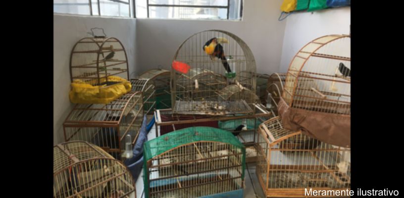 Aves apreendidas pela Polícia Militar Ambiental em Lidianópolis